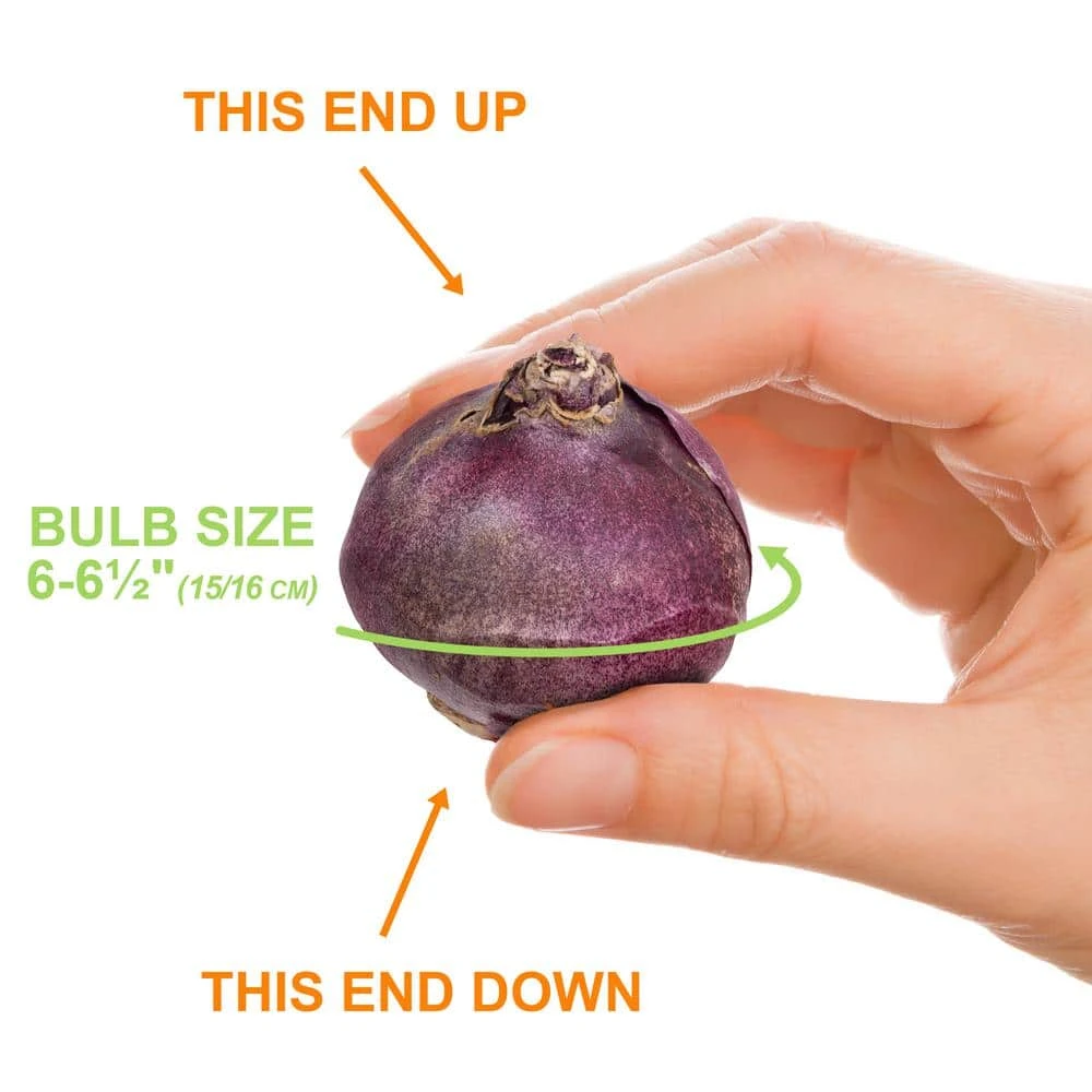 15/16 Cm, Blue Jacket Hyacinth Flower Bulbs (Bag Of 25) 6 15/16 Cm, Blue Jacket Hyacinth Flower Bulbs (Bag Of 25) - Image 4