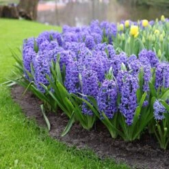 15/16 Cm, Blue Jacket Hyacinth Flower Bulbs (Bag Of 25) 15 15/16 Cm, Blue Jacket Hyacinth Flower Bulbs (Bag Of 25) -J Parkers Garden Store garden state bulb flower bulbs ecf 151 25 01 31 1000