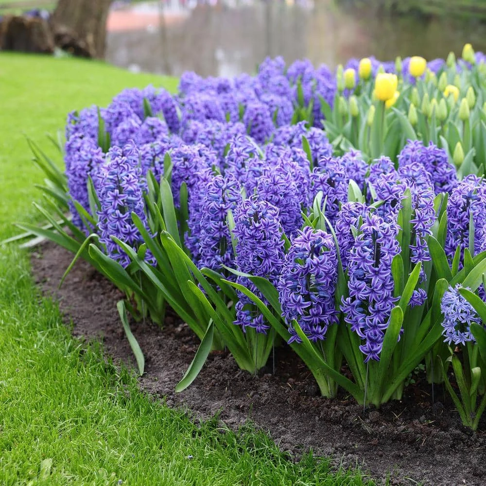 15/16 Cm, Blue Jacket Hyacinth Flower Bulbs (Bag Of 25) 9 15/16 Cm, Blue Jacket Hyacinth Flower Bulbs (Bag Of 25) - Image 7