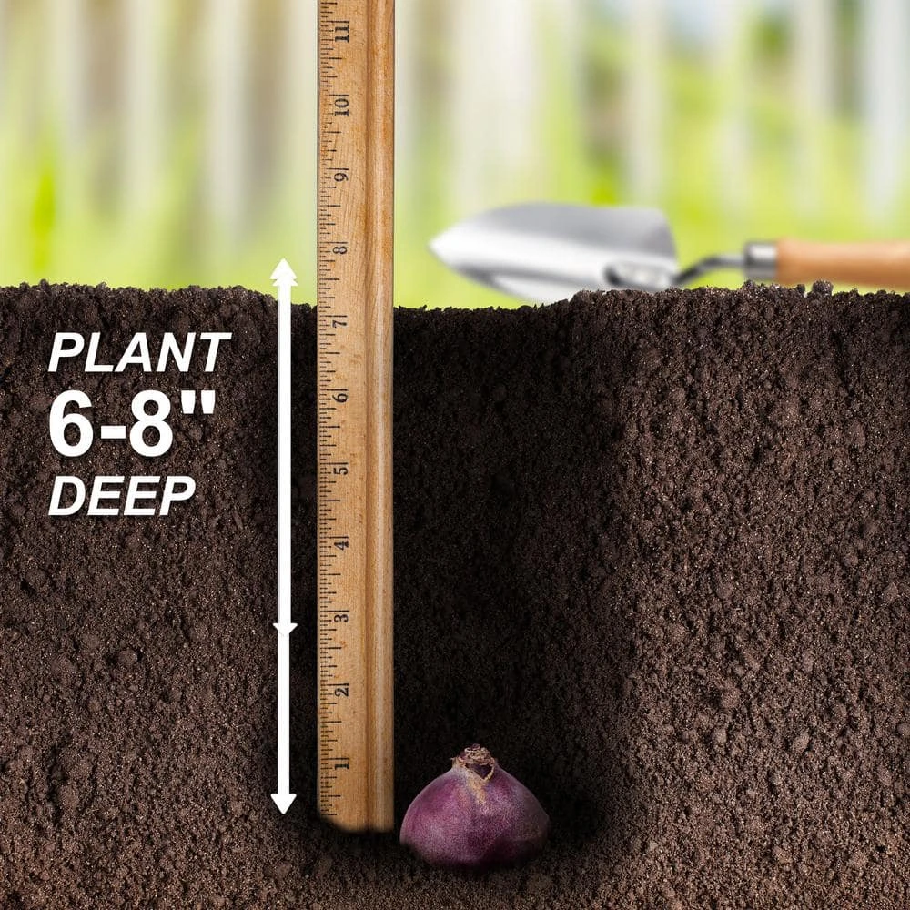 15/16 Cm, Blue Jacket Hyacinth Flower Bulbs (Bag Of 25) 7 15/16 Cm, Blue Jacket Hyacinth Flower Bulbs (Bag Of 25) - Image 5