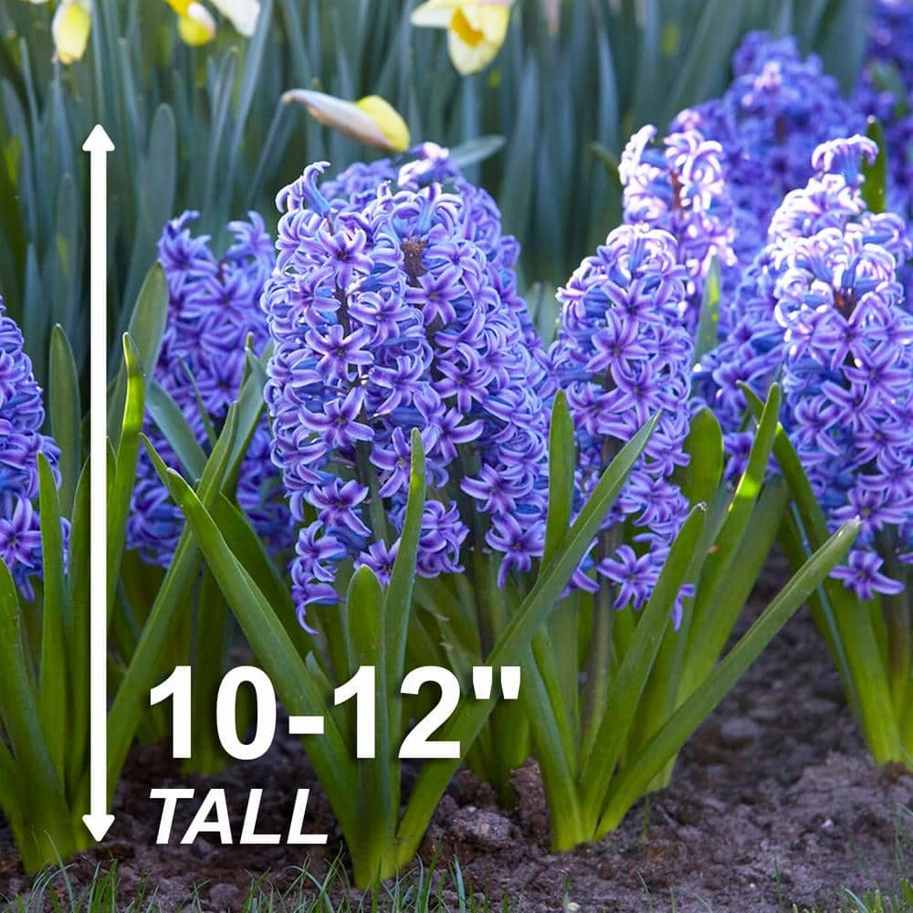 15/16 Cm, Blue Jacket Hyacinth Flower Bulbs (Bag Of 25) 5 15/16 Cm, Blue Jacket Hyacinth Flower Bulbs (Bag Of 25) - Image 3