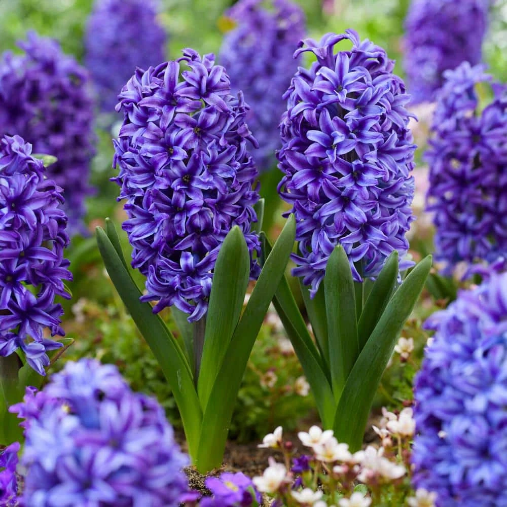 15/16 Cm, Blue Jacket Hyacinth Flower Bulbs (Bag Of 25) 3 15/16 Cm, Blue Jacket Hyacinth Flower Bulbs (Bag Of 25)