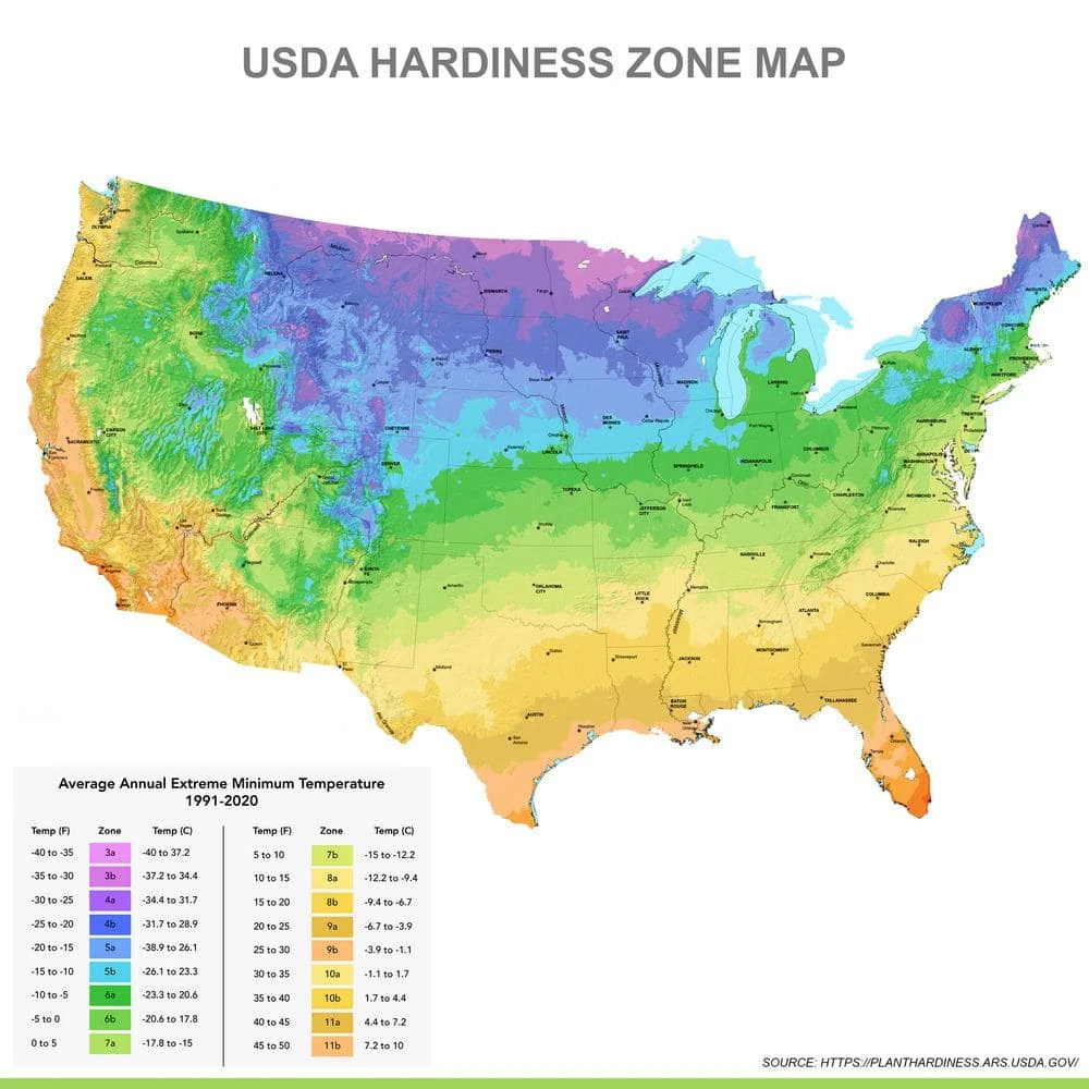 15/16 Cm, Blue Jacket Hyacinth Flower Bulbs (Bag Of 25) 8 15/16 Cm, Blue Jacket Hyacinth Flower Bulbs (Bag Of 25) - Image 6