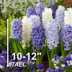 15/16cm, Delft Blue Mixed Hyacinth Flower Bulbs (Bag Of 25) -J Parkers Garden Store garden state bulb flower bulbs ecf 152 25 01 4f 1000