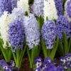 15/16cm, Delft Blue Mixed Hyacinth Flower Bulbs (Bag Of 25) -J Parkers Garden Store garden state bulb flower bulbs ecf 152 25 01 64 1000