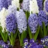 15/16cm, Delft Blue Mixed Hyacinth Flower Bulbs (Bag Of 50) -J Parkers Garden Store garden state bulb flower bulbs ecf 152 50 02 64 1000