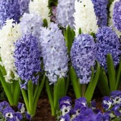 15/16cm, Delft Blue Mixed Hyacinth Flower Bulbs (Bag Of 50)