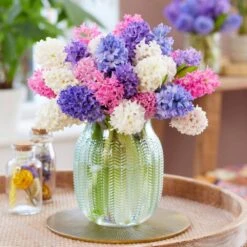 15/16cm, Pastel Mix Hyacinth Flower Bulbs (Bag Of 100) -J Parkers Garden Store garden state bulb flower bulbs ecf 153 100 04 31 1000