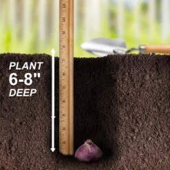 15/16cm, Pastel Mix Hyacinth Flower Bulbs (Bag Of 100) -J Parkers Garden Store garden state bulb flower bulbs ecf 153 100 04 44 1000