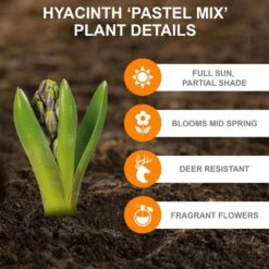 15/16cm, Pastel Mix Hyacinth Flower Bulbs (Bag Of 100) -J Parkers Garden Store garden state bulb flower bulbs ecf 153 100 04 c3 1000