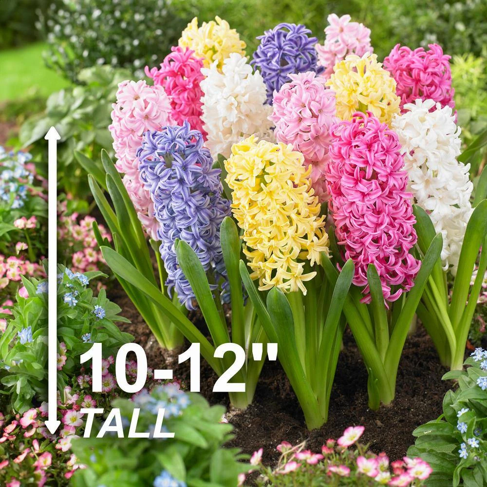 15/16cm, Pastel Mix Hyacinth Flower Bulbs (Bag Of 50) 5 15/16cm, Pastel Mix Hyacinth Flower Bulbs (Bag Of 50) - Image 3