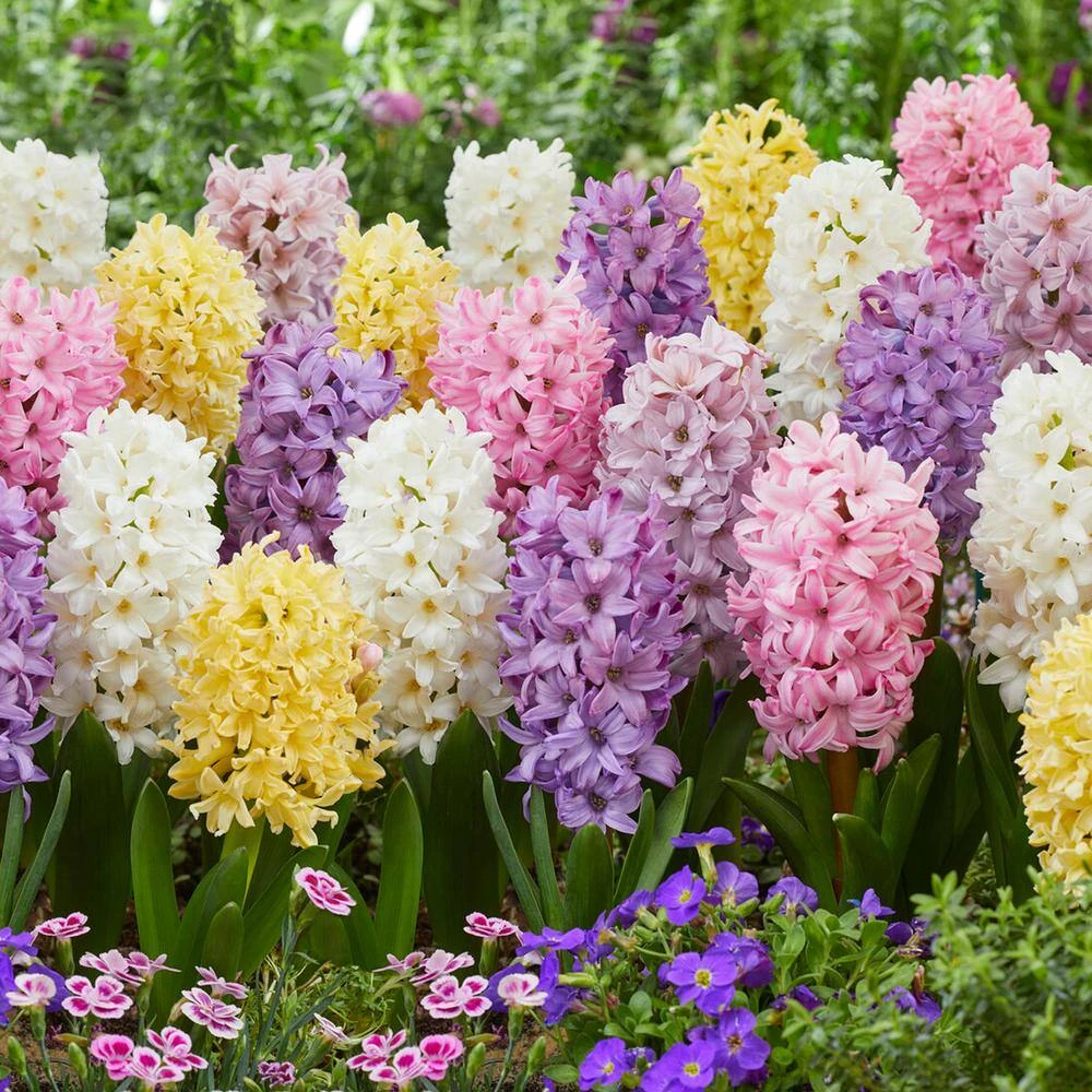 15/16cm, Pastel Mix Hyacinth Flower Bulbs (Bag Of 50) 3 15/16cm, Pastel Mix Hyacinth Flower Bulbs (Bag Of 50)