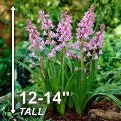 8/10 Cm Pink Wood Hyacinth Flower Bulbs (Bag Of 100) -J Parkers Garden Store garden state bulb flower bulbs ecf 154 100 02 4f 1000