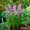 8/10 Cm Pink Wood Hyacinth Flower Bulbs (Bag Of 100) -J Parkers Garden Store garden state bulb flower bulbs ecf 154 100 02 64 1000