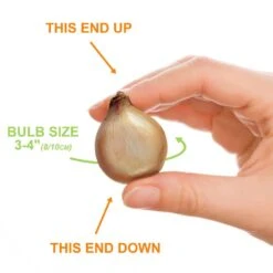 8/10 Cm Pink Wood Hyacinth Flower Bulbs (Bag Of 50) -J Parkers Garden Store garden state bulb flower bulbs ecf 154 50 01 1f 1000