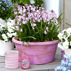 8/10 Cm Pink Wood Hyacinth Flower Bulbs (Bag Of 50) -J Parkers Garden Store garden state bulb flower bulbs ecf 154 50 01 31 1000