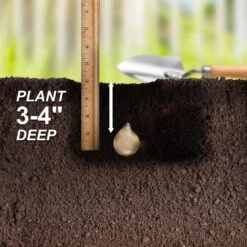 8/10 Cm Pink Wood Hyacinth Flower Bulbs (Bag Of 50) -J Parkers Garden Store garden state bulb flower bulbs ecf 154 50 01 44 1000