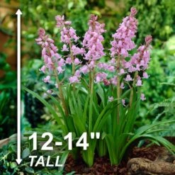 8/10 Cm Pink Wood Hyacinth Flower Bulbs (Bag Of 50) -J Parkers Garden Store garden state bulb flower bulbs ecf 154 50 01 4f 1000