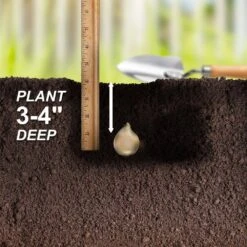 8/10 Cm, Blue Wood Hyacinth Flower Bulbs (Bag Of 100) -J Parkers Garden Store garden state bulb flower bulbs ecf 155 100 02 44 1000