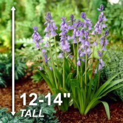 8/10 Cm, Blue Wood Hyacinth Flower Bulbs (Bag Of 100) -J Parkers Garden Store garden state bulb flower bulbs ecf 155 100 02 4f 1000