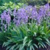 8/10 Cm, Blue Wood Hyacinth Flower Bulbs (Bag Of 100) -J Parkers Garden Store garden state bulb flower bulbs ecf 155 100 02 64 1000