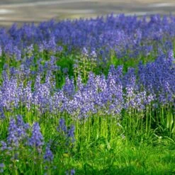 8/10 Cm, Blue Wood Hyacinth Flower Bulbs (Bag Of 50) -J Parkers Garden Store garden state bulb flower bulbs ecf 155 50 01 31 1000