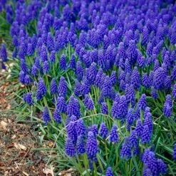 8/9 Cm, Muscari Grape Hyacinth Flower Bulbs (Bag Of 100) -J Parkers Garden Store garden state bulb flower bulbs ecf 156 100 02 31 1000