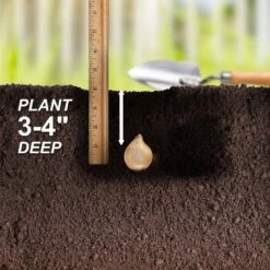 8/9 Cm, Muscari Grape Hyacinth Flower Bulbs (Bag Of 100) -J Parkers Garden Store garden state bulb flower bulbs ecf 156 100 02 44 1000