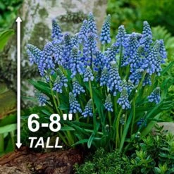 8/9 Cm, Muscari Grape Hyacinth Flower Bulbs (Bag Of 100) -J Parkers Garden Store garden state bulb flower bulbs ecf 156 100 02 4f 1000
