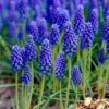 8/9 Cm, Muscari Grape Hyacinth Flower Bulbs (Bag Of 100) -J Parkers Garden Store garden state bulb flower bulbs ecf 156 100 02 64 1000
