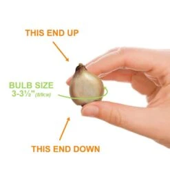 8/9 Cm, Muscari Grape Hyacinth Flower Bulbs (Bag Of 50) -J Parkers Garden Store garden state bulb flower bulbs ecf 156 50 01 1f 1000