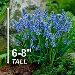 8/9 Cm, Muscari Grape Hyacinth Flower Bulbs (Bag Of 50) -J Parkers Garden Store garden state bulb flower bulbs ecf 156 50 01 4f 1000