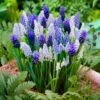 8/9 Cm Muscari Delft Blue Mix Grape Hyacinth Flower Bulbs (Bag Of 100) -J Parkers Garden Store garden state bulb flower bulbs ecf 157 100 02 64 1000