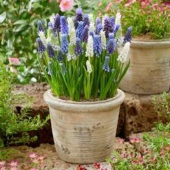 8/9 Cm, Muscari Delft Blue Mix Grape Hyacinth Flower Bulbs (Bag Of 50) -J Parkers Garden Store garden state bulb flower bulbs ecf 157 50 01 31 1000