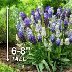 8/9 Cm, Muscari Delft Blue Mix Grape Hyacinth Flower Bulbs (Bag Of 50) -J Parkers Garden Store garden state bulb flower bulbs ecf 157 50 01 4f 1000