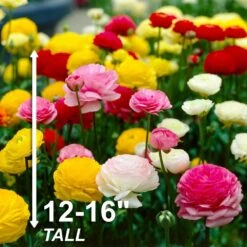 6/7 Cm Ranunculus Bulbs Mixed (Bag Of 100) 14 6/7 Cm Ranunculus Bulbs Mixed (Bag Of 100) -J Parkers Garden Store garden state bulb flower bulbs ecf 16 100 44 1000