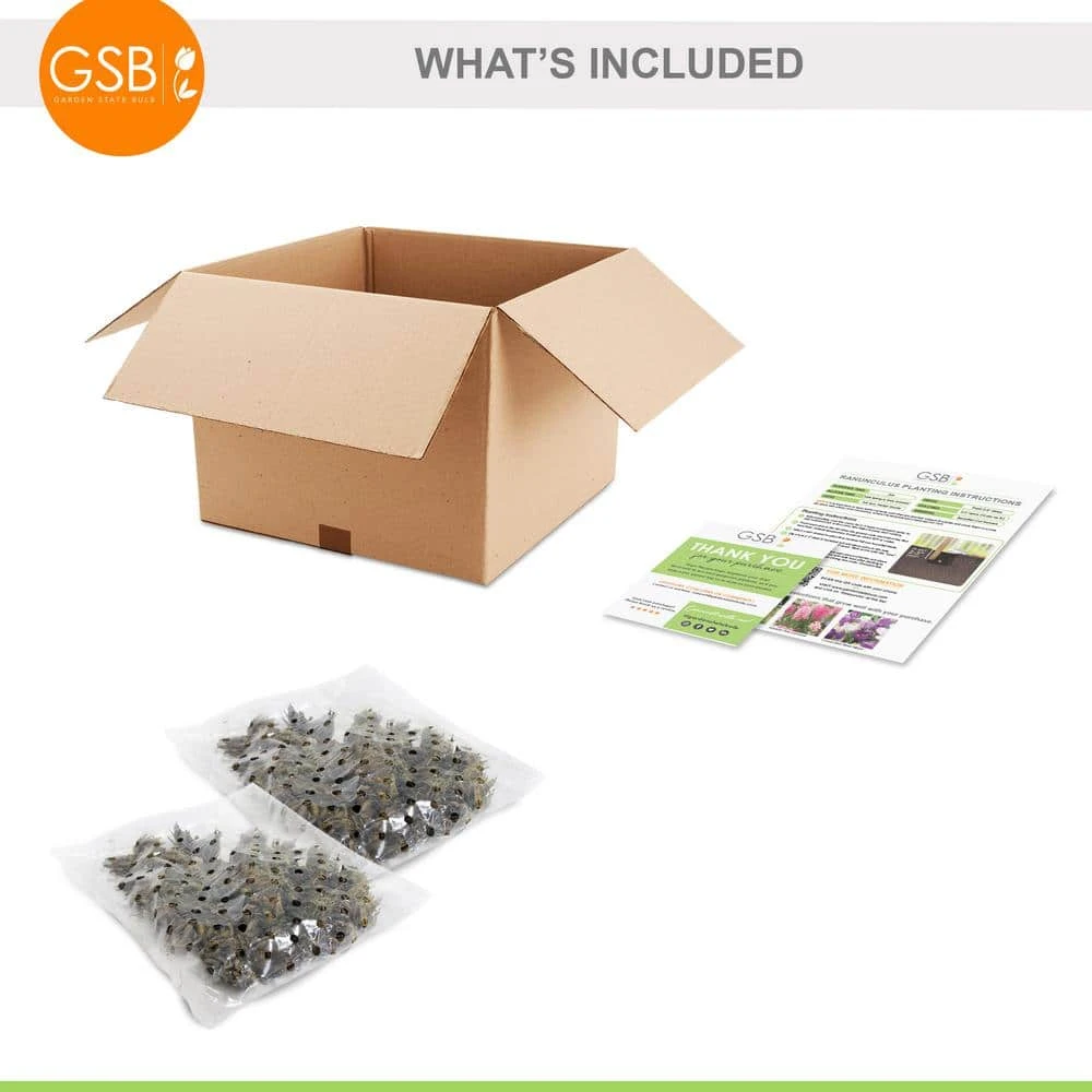 6/7 Cm Ranunculus Bulbs Mixed (Bag Of 100) 4 6/7 Cm Ranunculus Bulbs Mixed (Bag Of 100) - Image 2