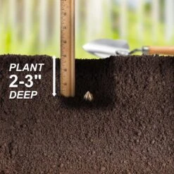 6/7 Cm Ranunculus Bulbs Mixed (Bag Of 100) 15 6/7 Cm Ranunculus Bulbs Mixed (Bag Of 100) -J Parkers Garden Store garden state bulb flower bulbs ecf 16 100 fa 1000