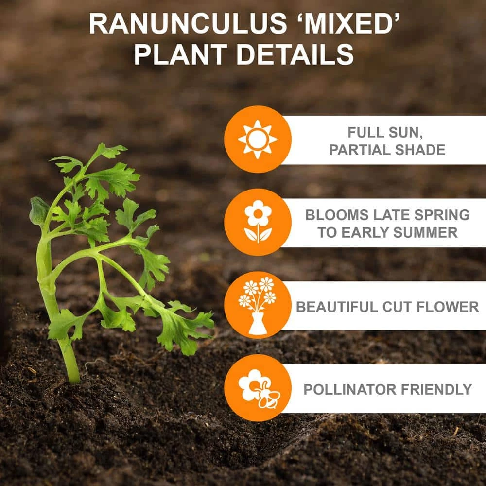 6/7 Cm Ranunculus Bulbs Mixed (Bag Of 50) 6 6/7 Cm Ranunculus Bulbs Mixed (Bag Of 50) - Image 4