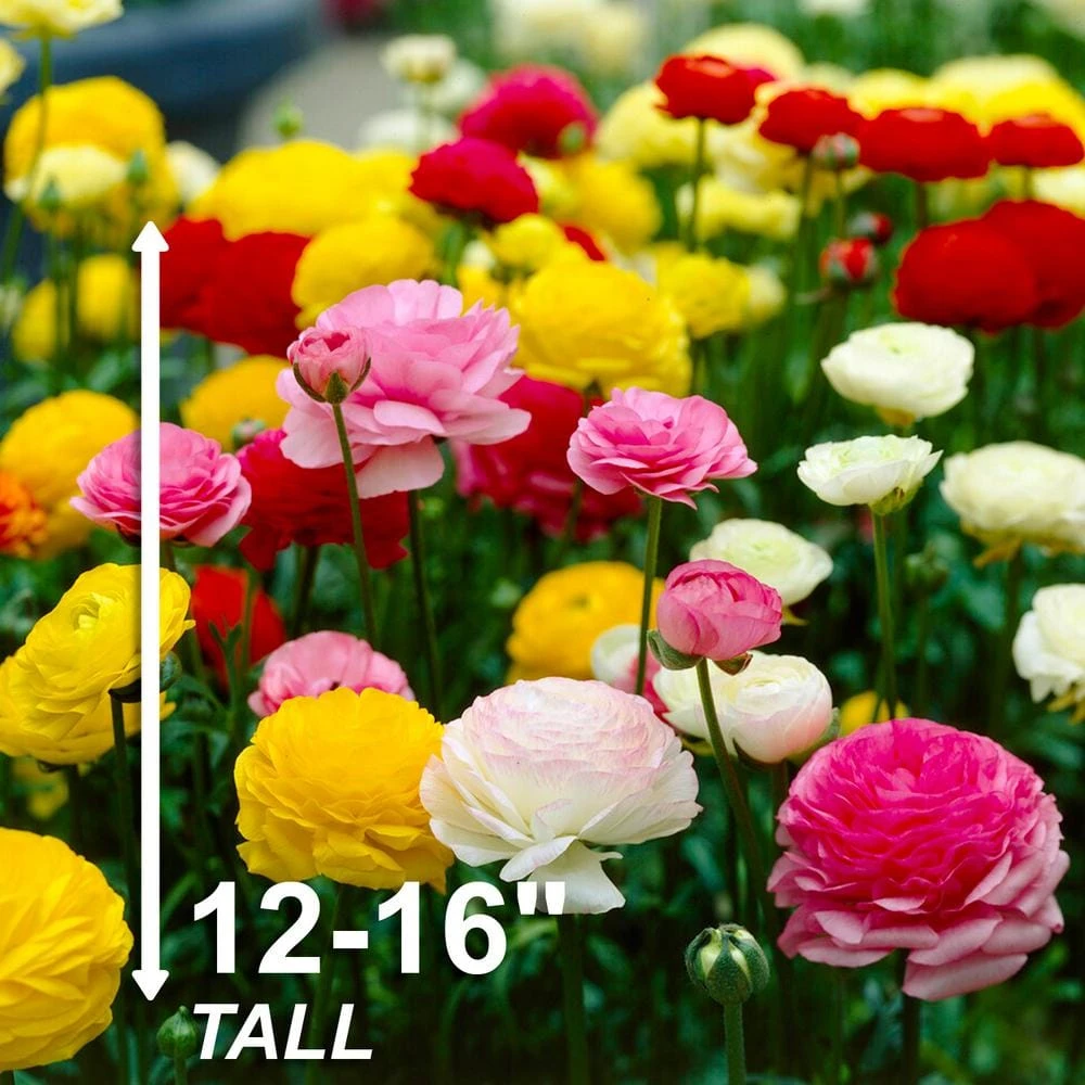 6/7 Cm Ranunculus Bulbs Mixed (Bag Of 50) 7 6/7 Cm Ranunculus Bulbs Mixed (Bag Of 50) - Image 5