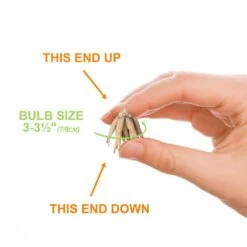 6/7 Cm Ranunculus Bulbs Mixed (Bag Of 50) 12 6/7 Cm Ranunculus Bulbs Mixed (Bag Of 50) -J Parkers Garden Store garden state bulb flower bulbs ecf 16 50 4f 1000