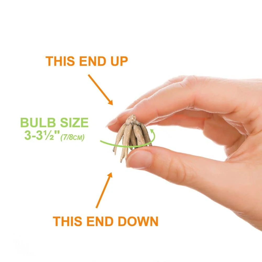 6/7 Cm Ranunculus Bulbs Mixed (Bag Of 50) 5 6/7 Cm Ranunculus Bulbs Mixed (Bag Of 50) - Image 3