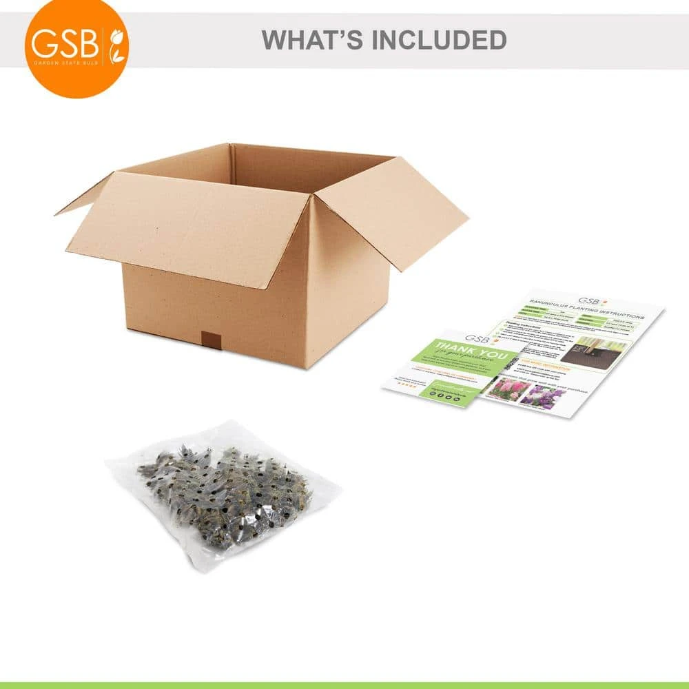 6/7 Cm Ranunculus Bulbs Mixed (Bag Of 50) 4 6/7 Cm Ranunculus Bulbs Mixed (Bag Of 50) - Image 2