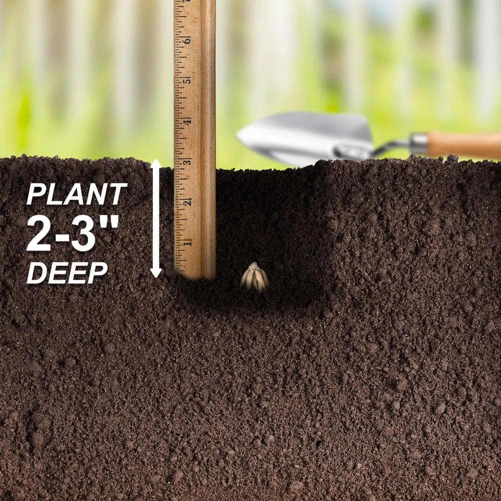 6/7 Cm Ranunculus Bulbs Mixed (Bag Of 50) 8 6/7 Cm Ranunculus Bulbs Mixed (Bag Of 50) - Image 6