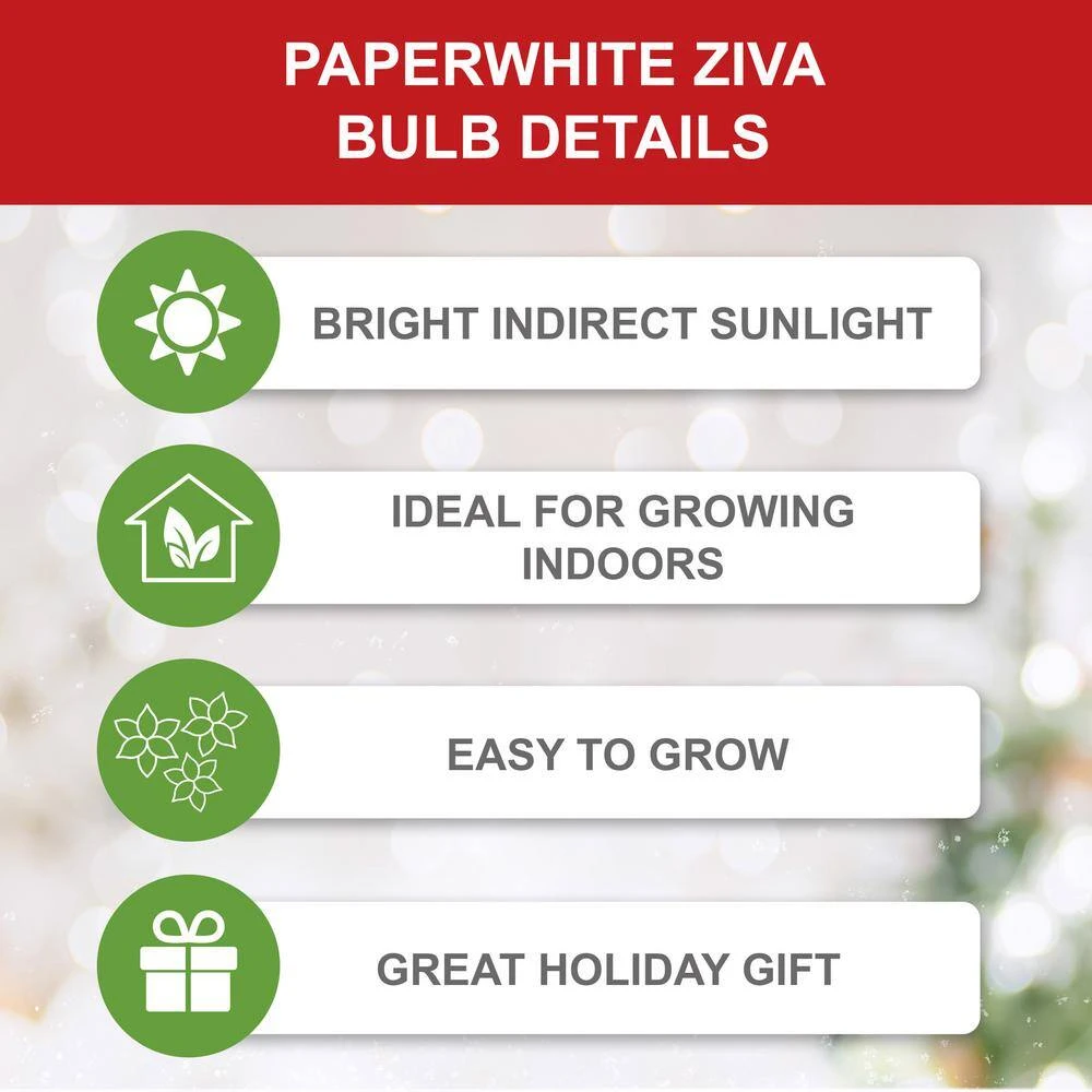 14/15 Cm. Ziva Paperwhite Narcissus Flower Bulbs (Bag Of 60) 6 14/15 Cm. Ziva Paperwhite Narcissus Flower Bulbs (Bag Of 60) - Image 4