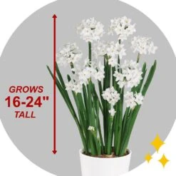 14/15 Cm. Ziva Paperwhite Narcissus Flower Bulbs (Bag Of 60) 13 14/15 Cm. Ziva Paperwhite Narcissus Flower Bulbs (Bag Of 60) -J Parkers Garden Store garden state bulb flower bulbs ecf 20 60 04 44 1000