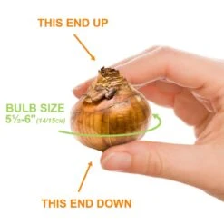 14/15 Cm. Ziva Paperwhite Narcissus Flower Bulbs (Bag Of 60) 11 14/15 Cm. Ziva Paperwhite Narcissus Flower Bulbs (Bag Of 60) -J Parkers Garden Store garden state bulb flower bulbs ecf 20 60 04 4f 1000