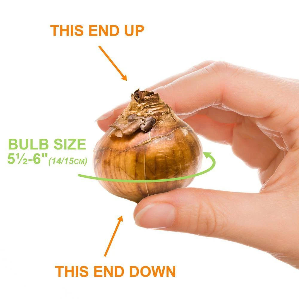 14/15 Cm. Ziva Paperwhite Narcissus Flower Bulbs (Bag Of 60) 5 14/15 Cm. Ziva Paperwhite Narcissus Flower Bulbs (Bag Of 60) - Image 3