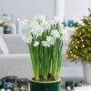 14/15 Cm. Ziva Paperwhite Narcissus Flower Bulbs (Bag Of 60) 1 14/15 Cm. Ziva Paperwhite Narcissus Flower Bulbs (Bag Of 60) -J Parkers Garden Store garden state bulb flower bulbs ecf 20 60 04 64 1000