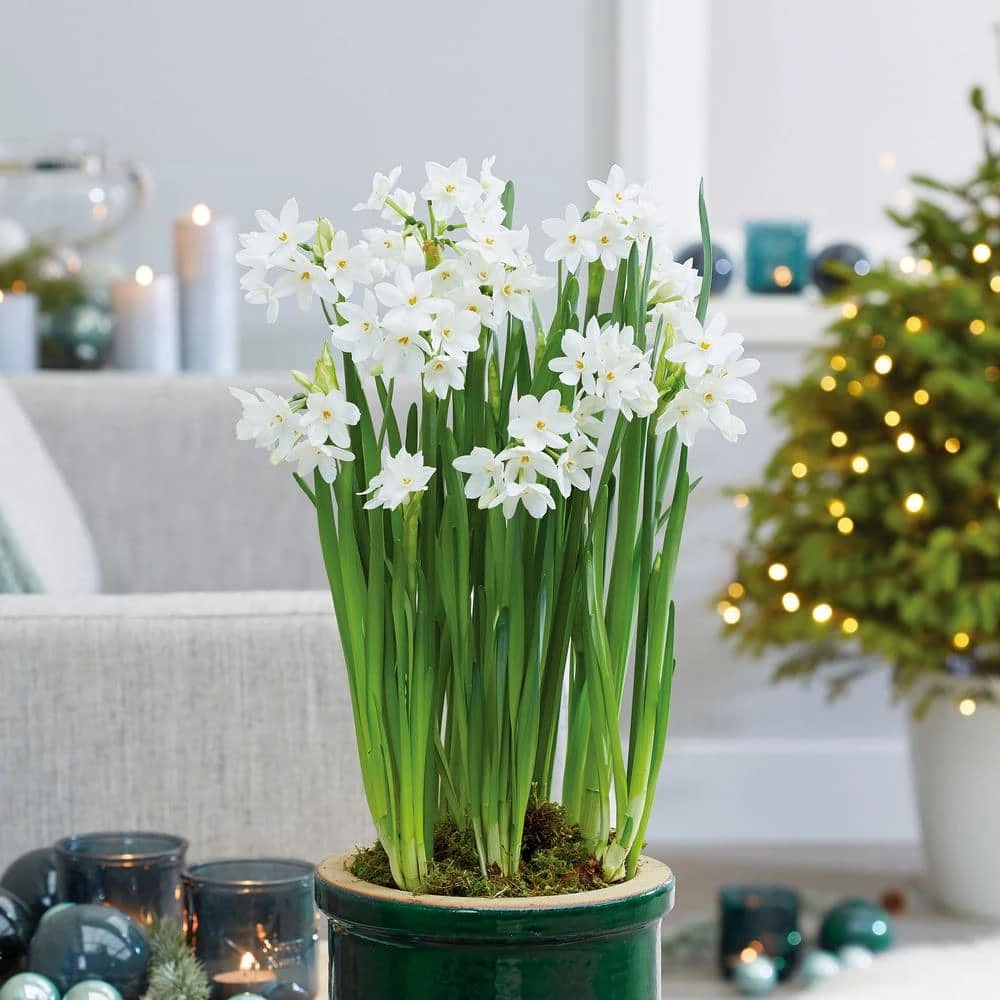 14/15 Cm. Ziva Paperwhite Narcissus Flower Bulbs (Bag Of 60) 3 14/15 Cm. Ziva Paperwhite Narcissus Flower Bulbs (Bag Of 60)